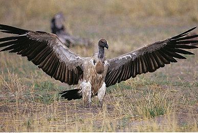 NS唱歌软件《卡拉OK JOYSOUND》 今日限时免费欢唱